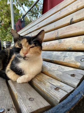 A gentle calico cat gazing curiously from a garden bench.