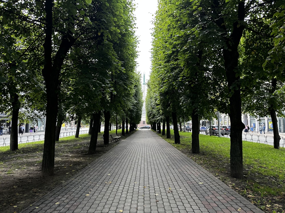 a brick walkway between two rows of trees
