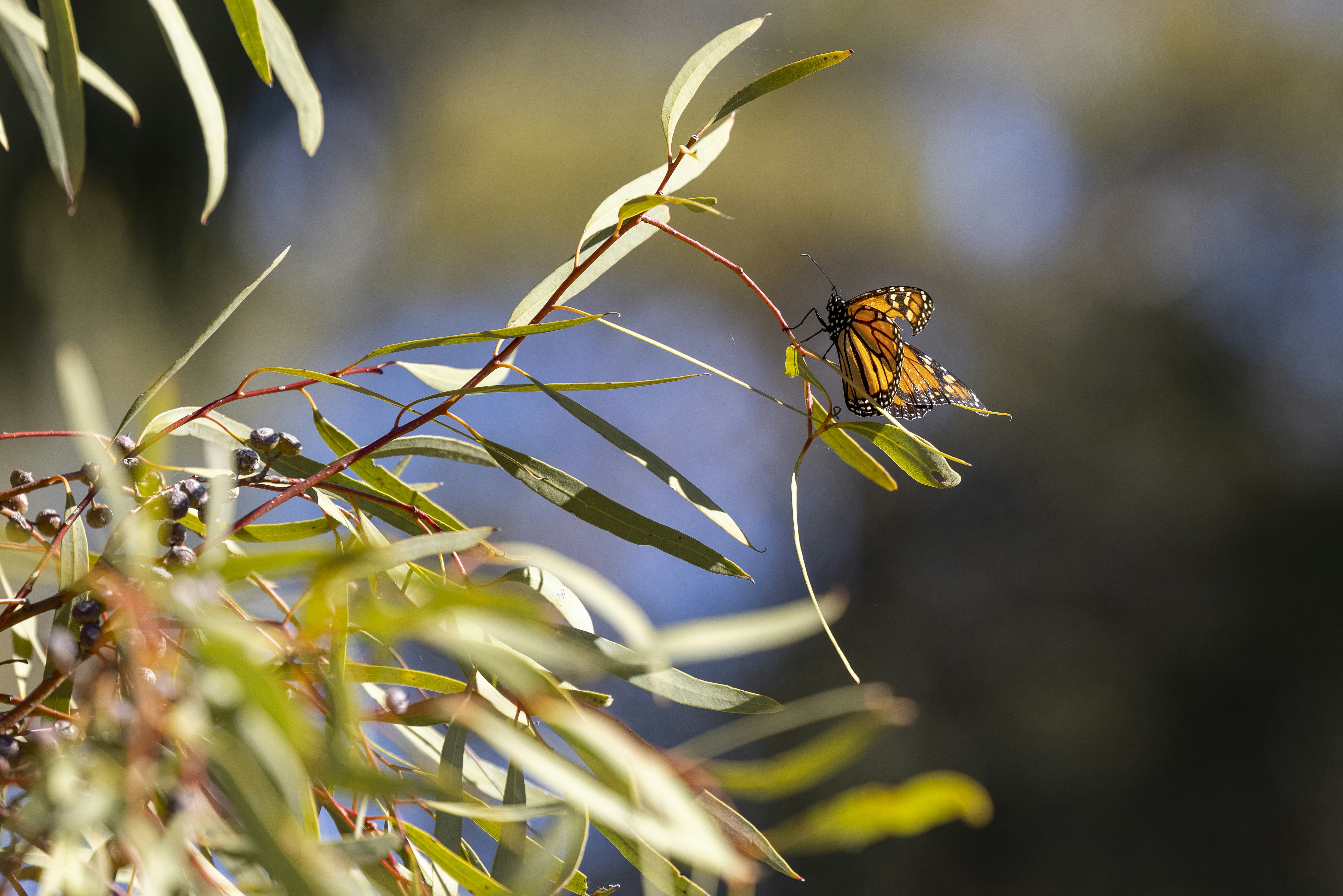 a butterfly sitting on top of a leafy plant