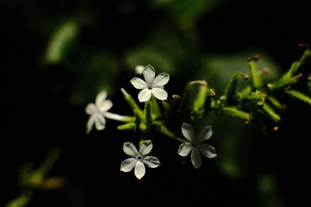 Un grupo de flores blancas sentadas encima de una planta verde