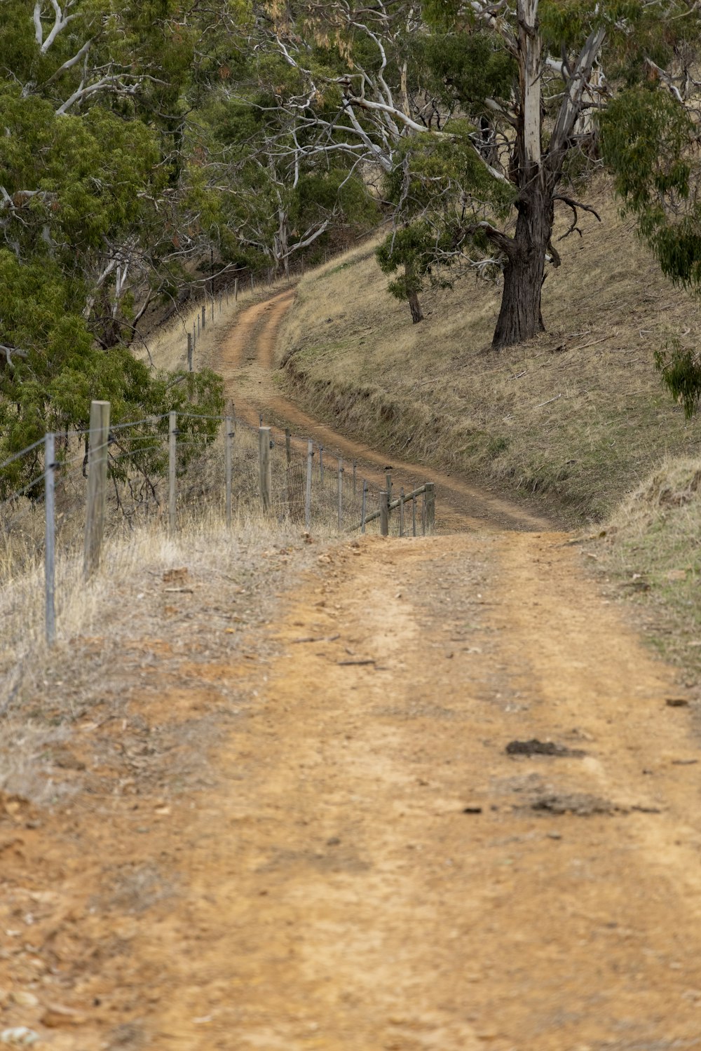 a sheep standing on a dirt road next to a forest