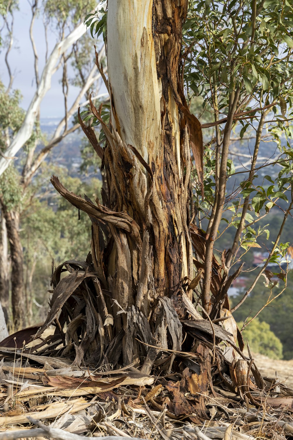 a tree that has been cut down in the middle of a forest