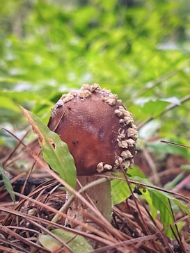 A close-up view of a wild mushroom growing on the forest floor, surrounded by pine needles and green leaves. The mushroom has a brown cap with a rough texture and patches of tan, raised spots. The background is softly blurred with lush greenery, creating a natural and earthy setting.