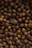 A collection of hazelnuts closely packed together fills the frame. The brown nuts vary slightly in shade and texture, with their smooth shells reflecting light subtly. Among them, a single dried plant stands out with a textured appearance.