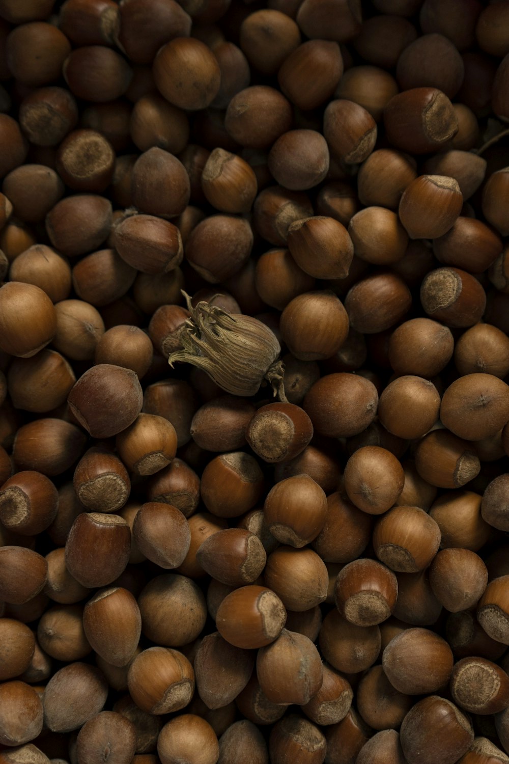 a pile of nuts with a leaf on top of them