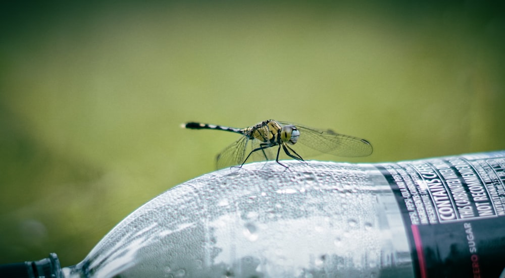 eine Fliege, die auf einer Wasserflasche sitzt