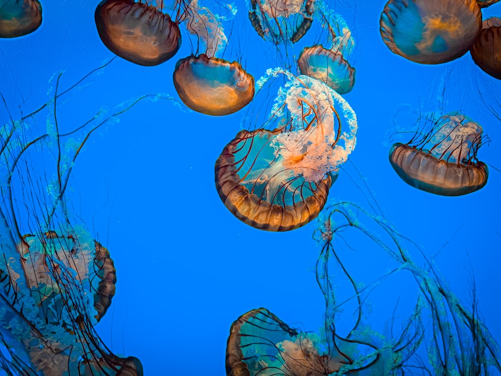 a group of jellyfish floating in the water