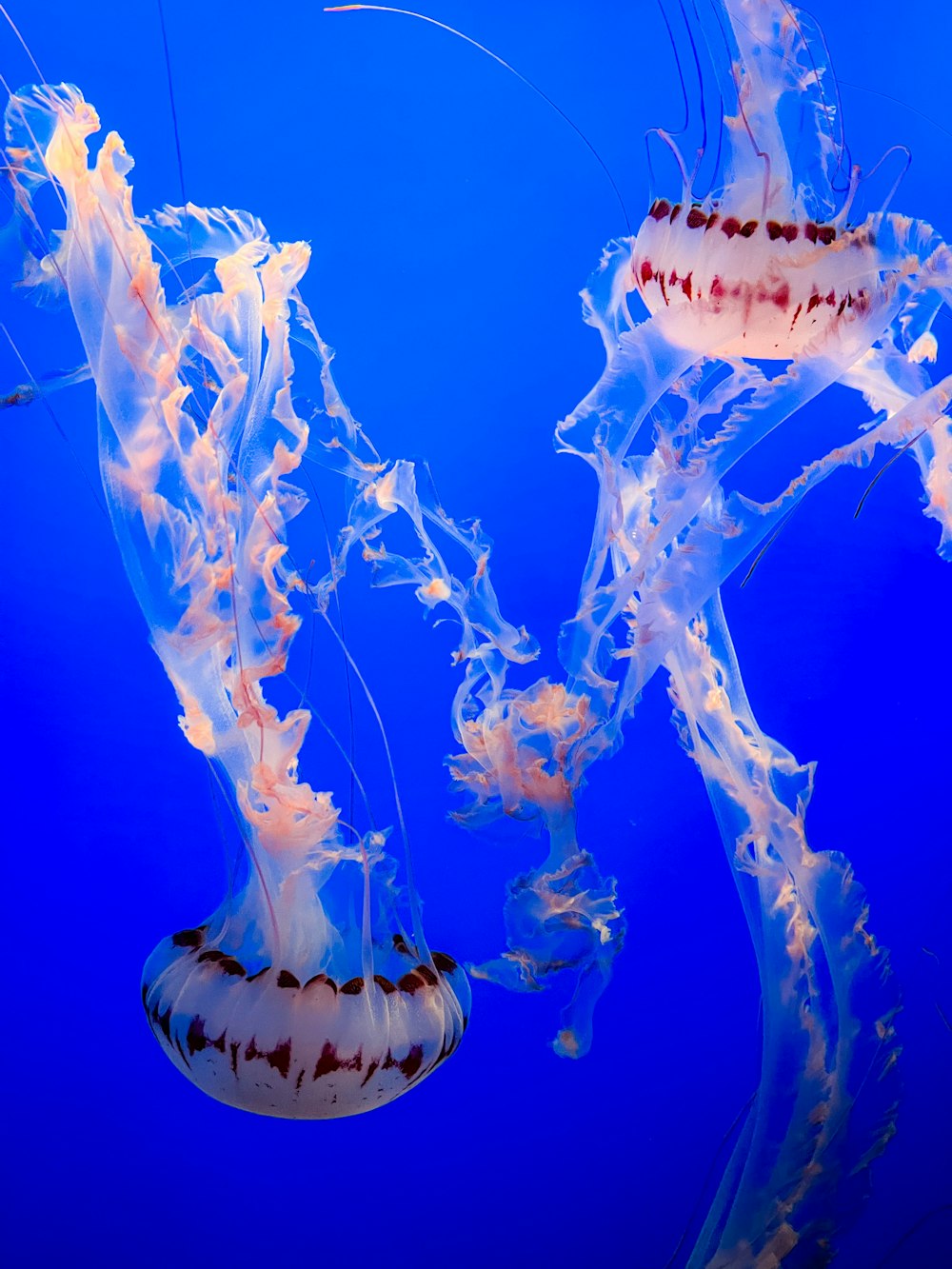 a couple of jellyfish swimming in the water