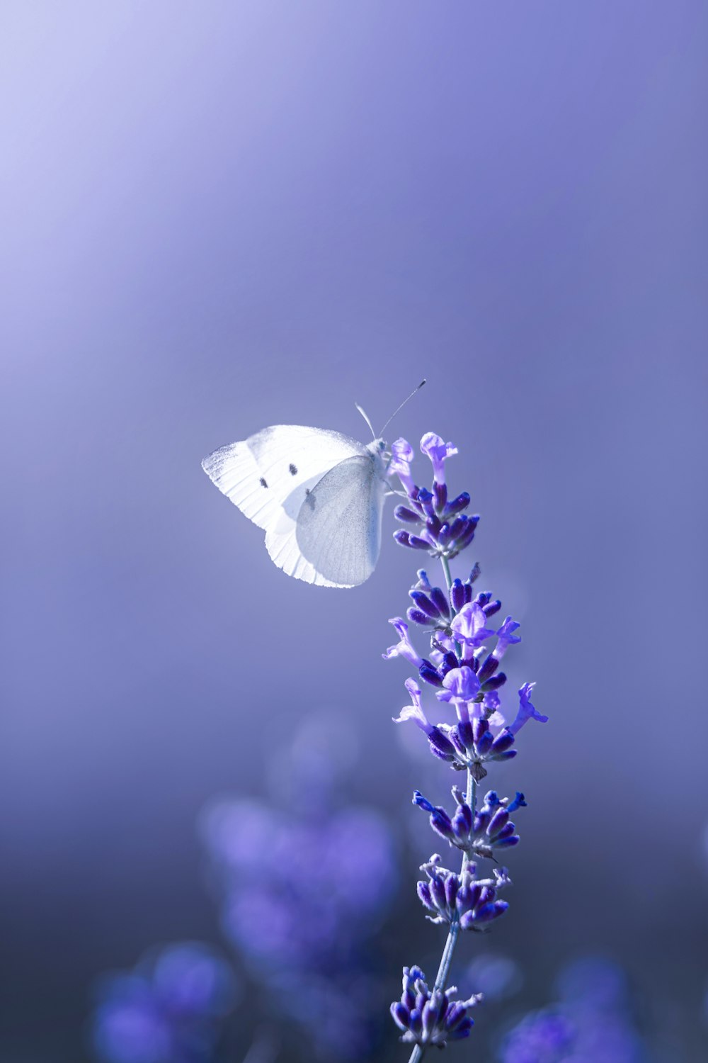 a white butterfly sitting on top of a purple flower