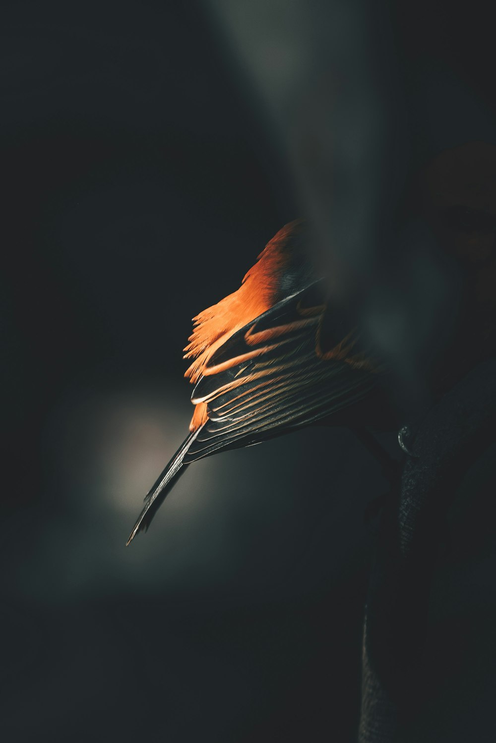 a close up of a bird's tail with a blurry background