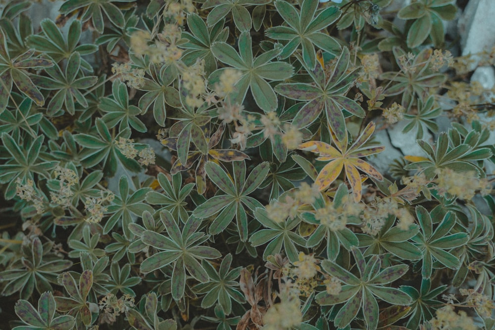 a close up of a plant with green leaves