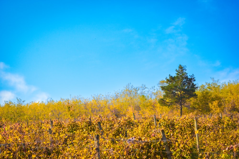 a field with a fence and a tree in the background