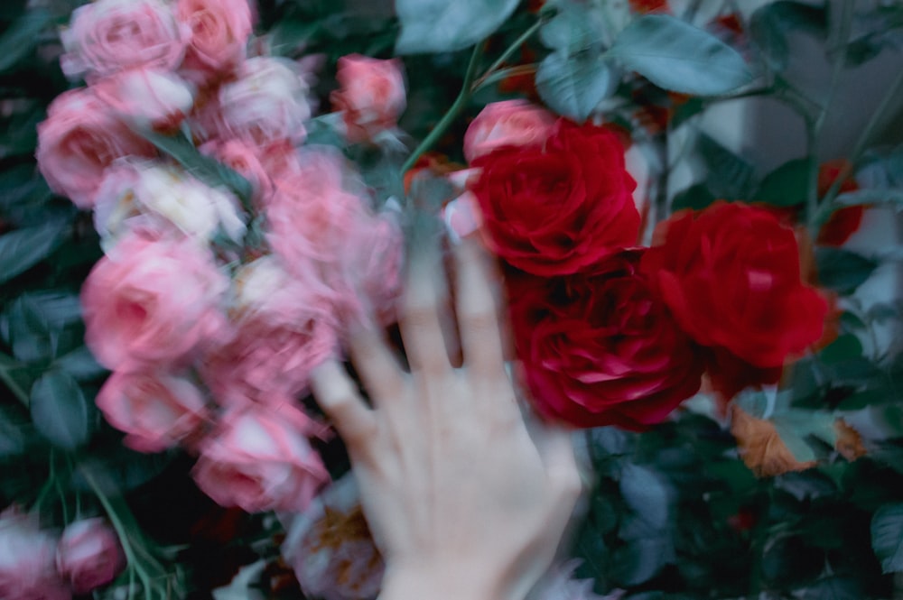 a person's hand touching a bunch of flowers