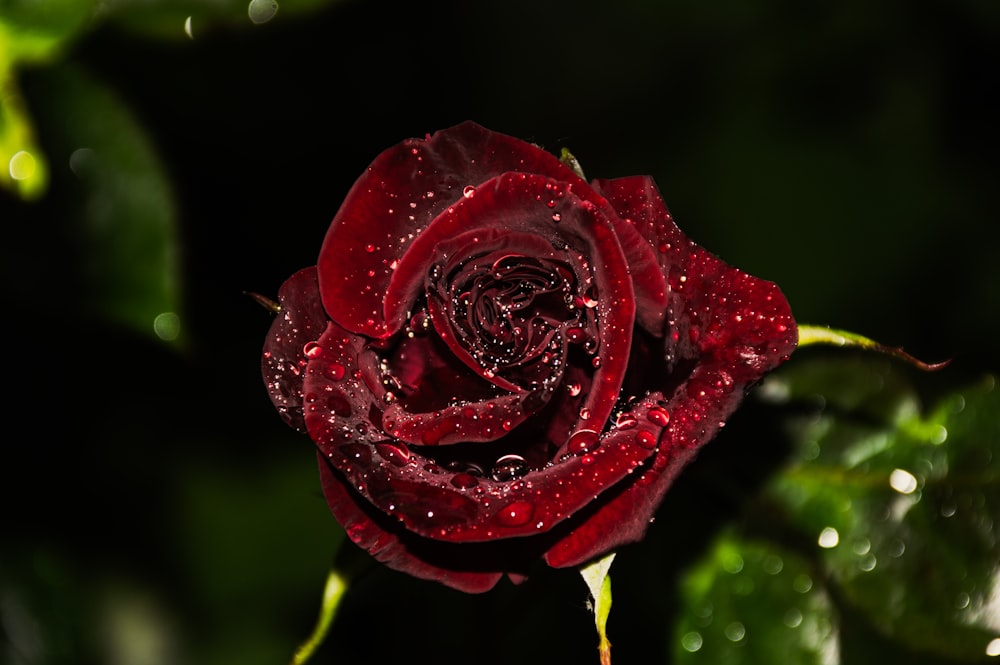 a red rose with water droplets on it