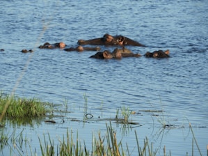 Several hippos are partially submerged in a body of water with only their heads and backs visible. The water appears calm and is bordered by green grass and reeds at the front.