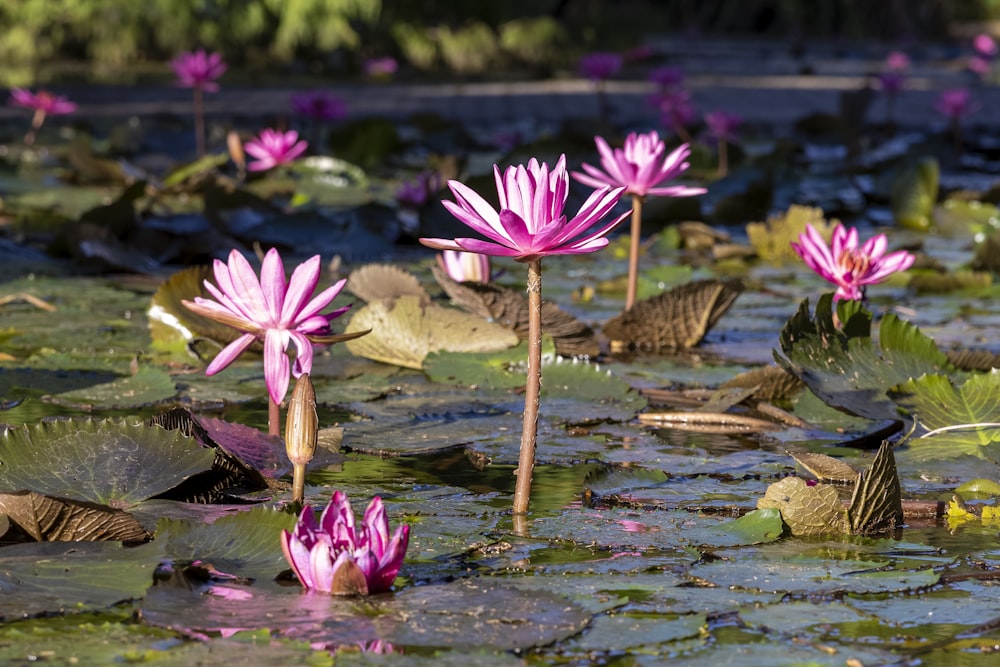 a pond filled with lots of pink water lilies