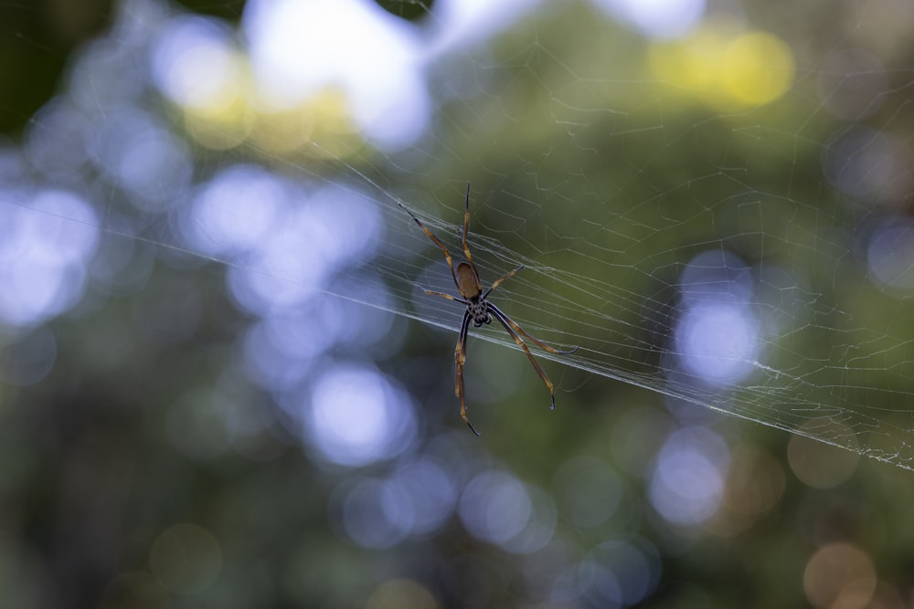 a close up of a spider on a web