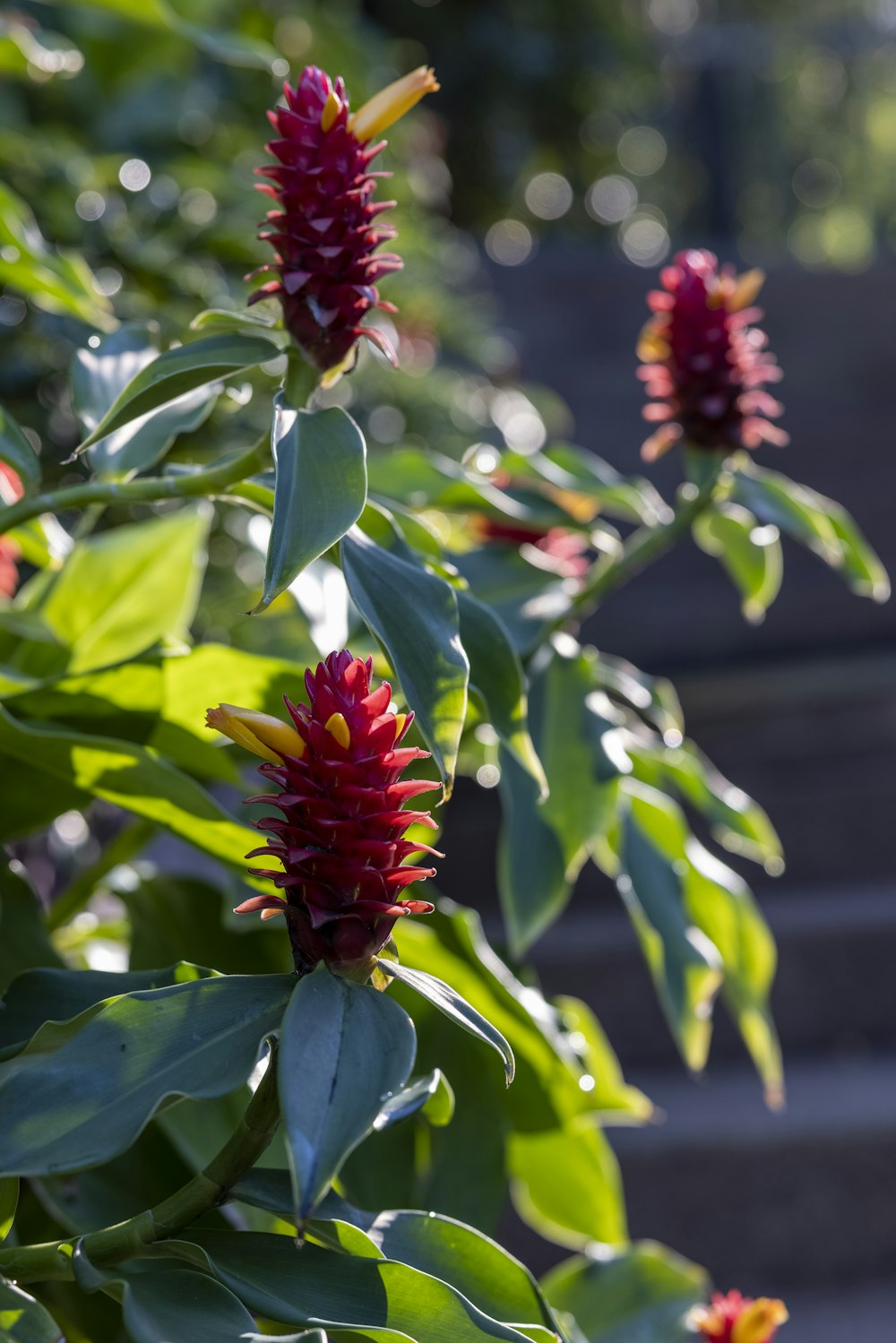 a close up of a plant with red flowers