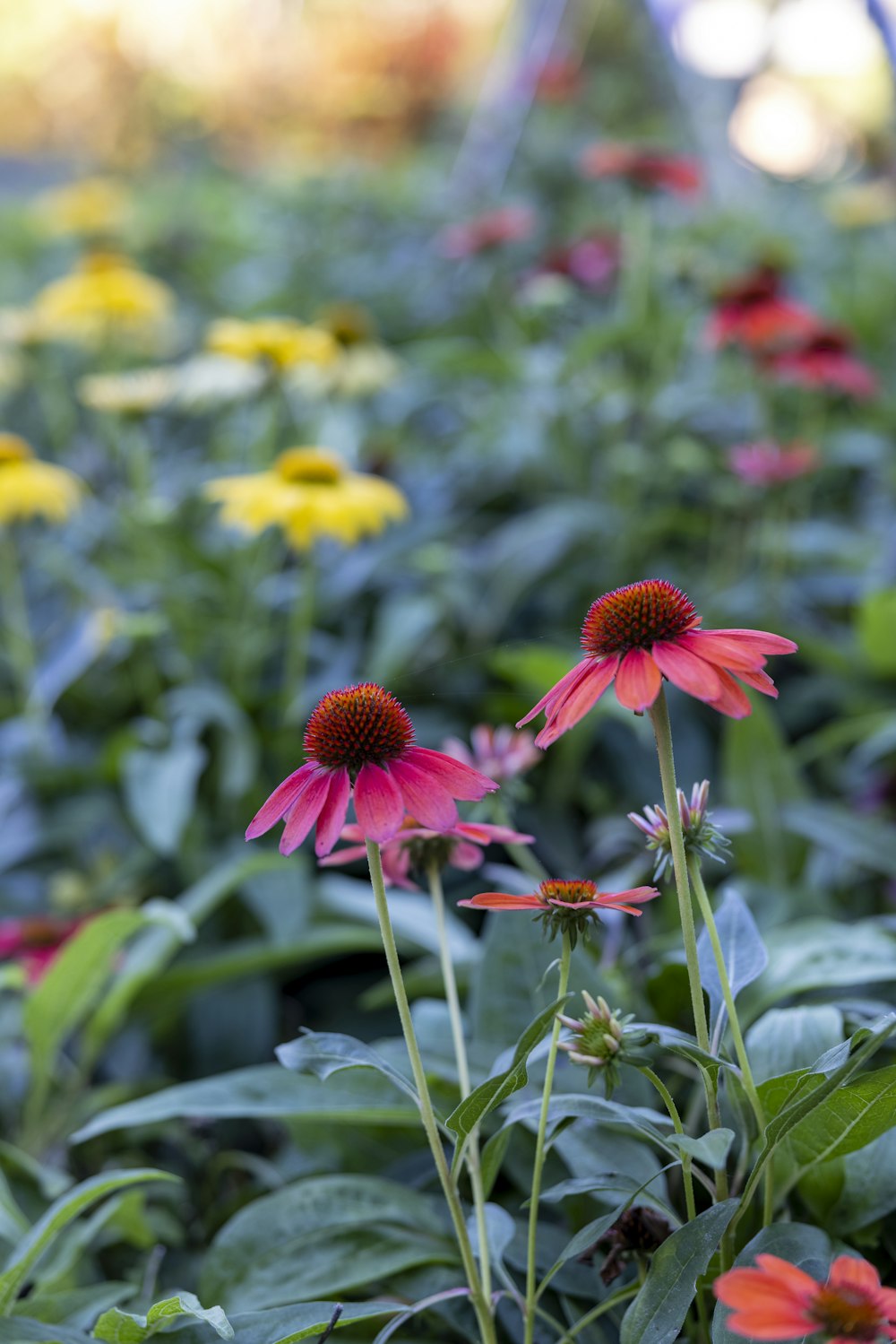 a field full of different colored flowers