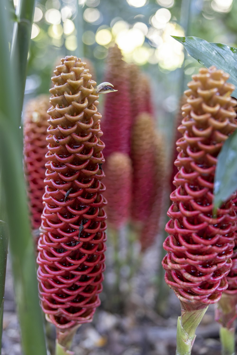 a close up of a bunch of flowers in a field