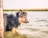 A dog stands partially submerged in water near a wooden post. The dog appears alert and focused, with wet fur suggesting recent activity in the water. The background is a blurred view of a water body with grassy edges, depicting a serene outdoor environment.