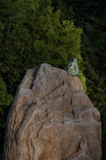 Macro shot of a vibrant green frog sitting on a mossy rock.