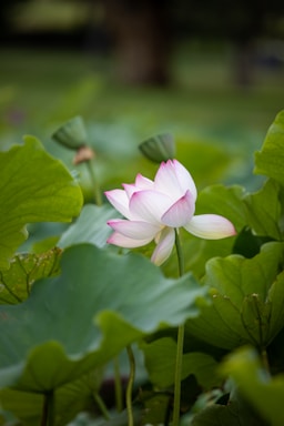 A delicate jade bangle resting on soft pink silk with a lotus flower beside it.