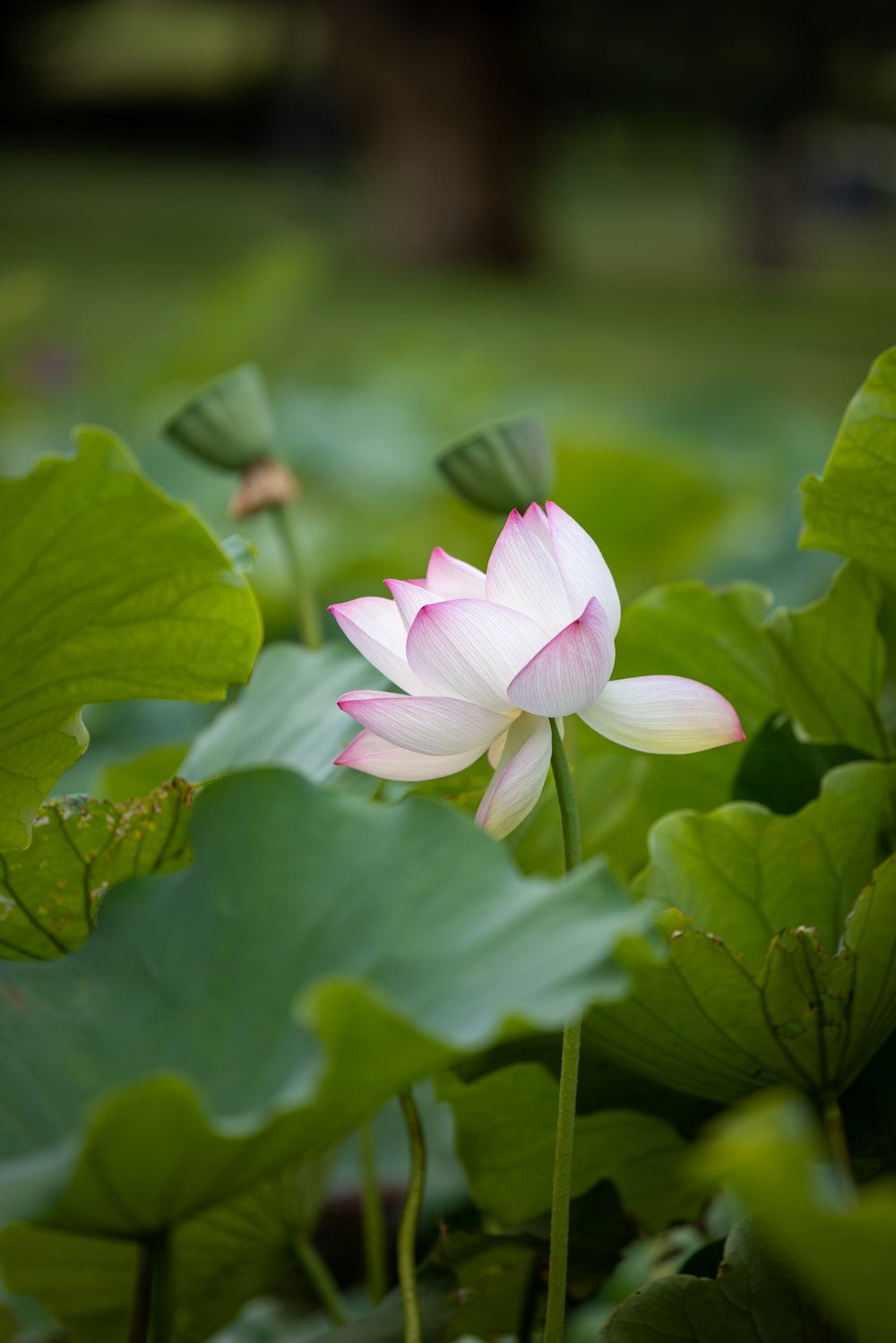 Eine rosa Lotusblume, die in einem Teich blüht