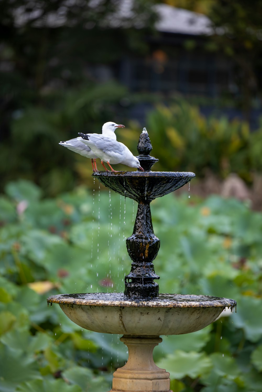 two birds sitting on top of a fountain