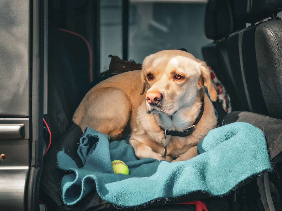 A relaxed dog resting on a blanket in the back of a transport vehicle