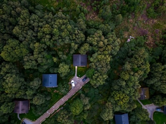 a bird's - eye view of a road in the middle of a forest