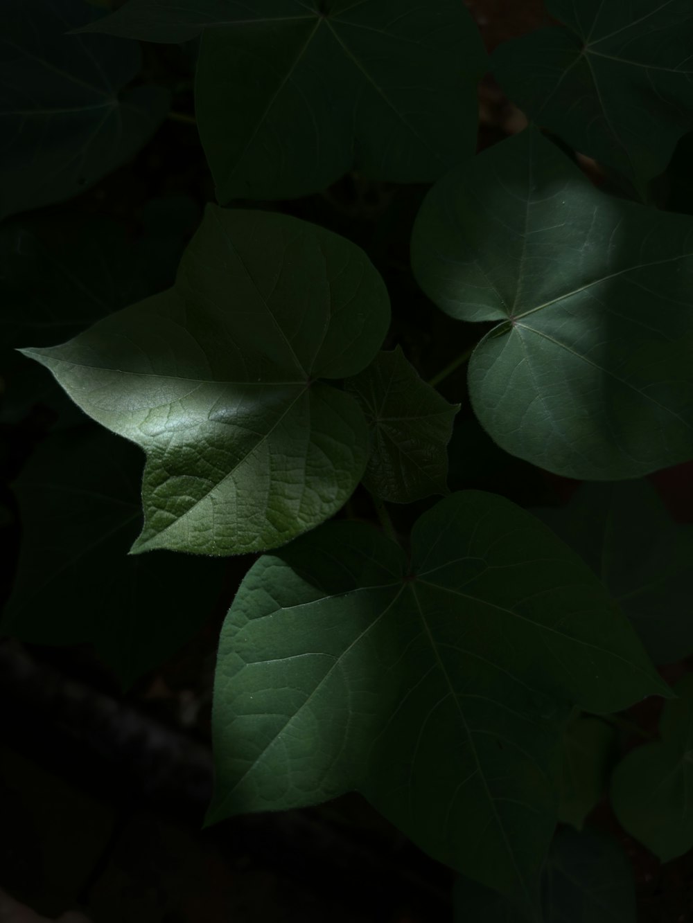 um close up de uma folha verde em uma planta