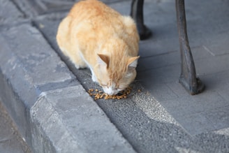 An orange and white cat is eating kibble from the ground on a textured and possibly outdoor pavement. Part of a metal chair or bench leg is visible to the right. The scene appears to be taken in a shaded area and the cat seems to be focused on eating.