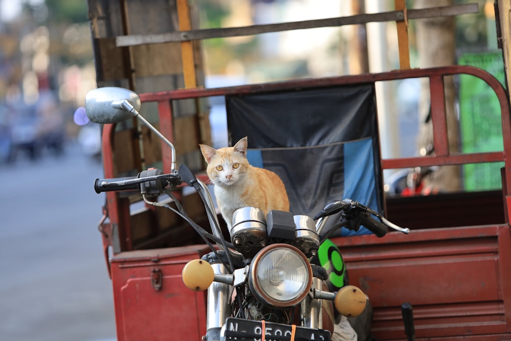 a cat sitting on the back of a motorcycle