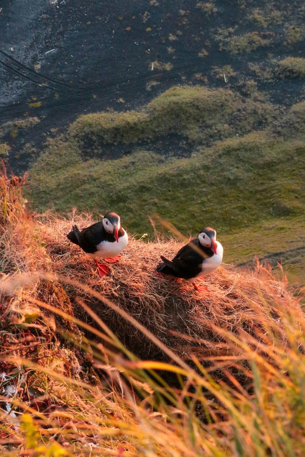two birds sitting on top of a grass covered hill