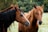 Three horses stand closely together in a lush, green field. Their coats are chestnut brown, with one horse having a mane of long black hair, and the others with lighter, reddish-brown manes. The background consists of blurred trees, giving a sense of a natural and serene environment.