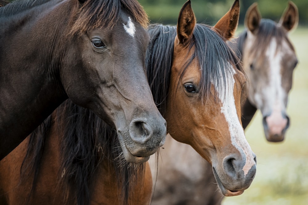 a group of horses standing next to each other