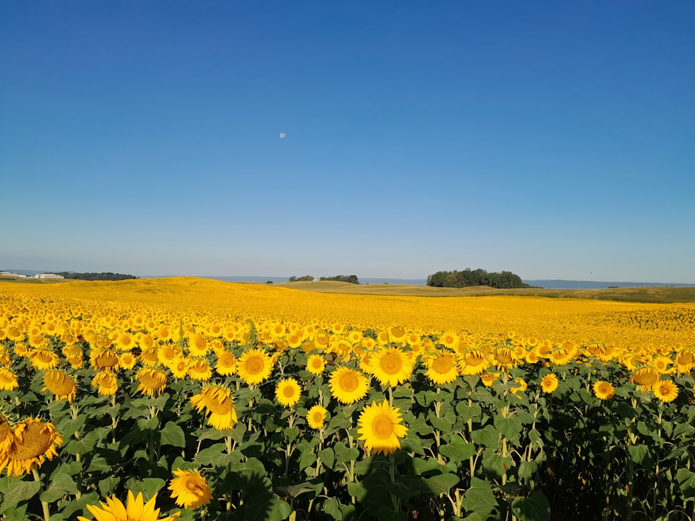 a large field of sunflowers with a blue sky in the background