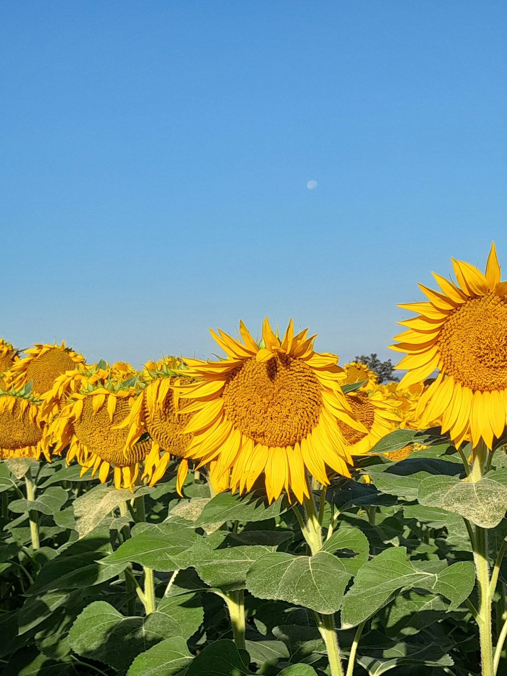 a field of sunflowers with a blue sky in the background