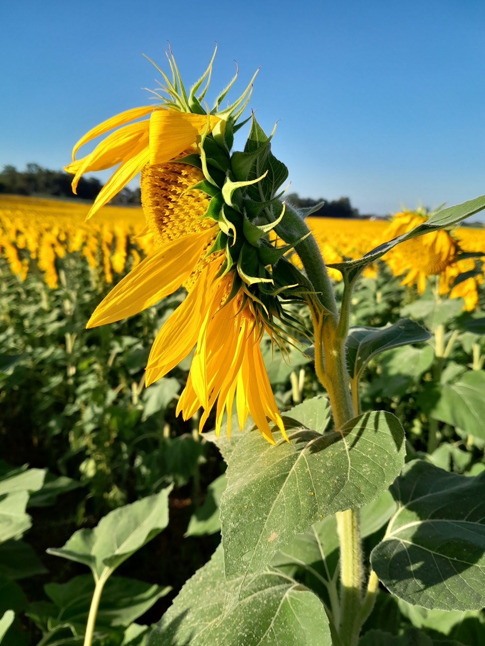 eine große Sonnenblume in einem Feld mit Sonnenblumen