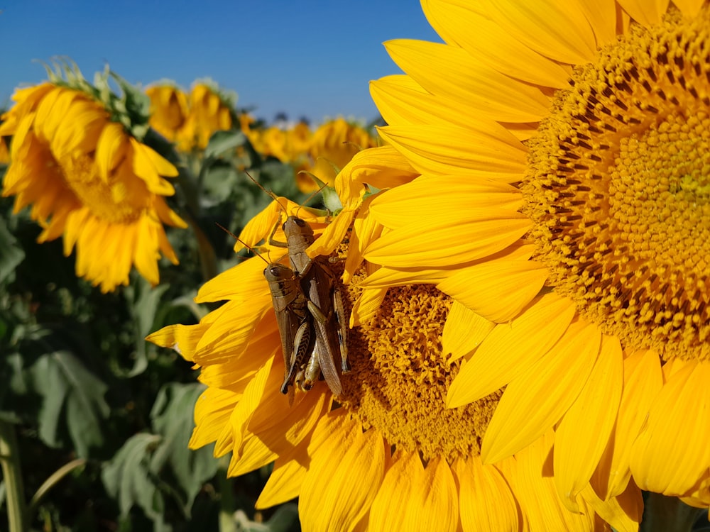 a large sunflower with a bug on it
