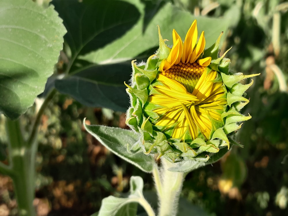 a sunflower is blooming in the middle of a field
