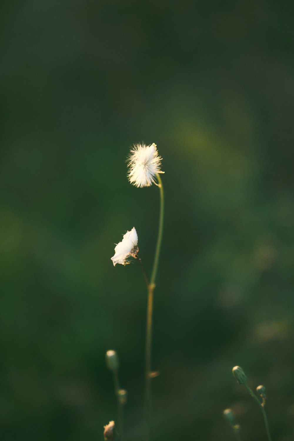 a couple of white flowers sitting on top of a lush green field