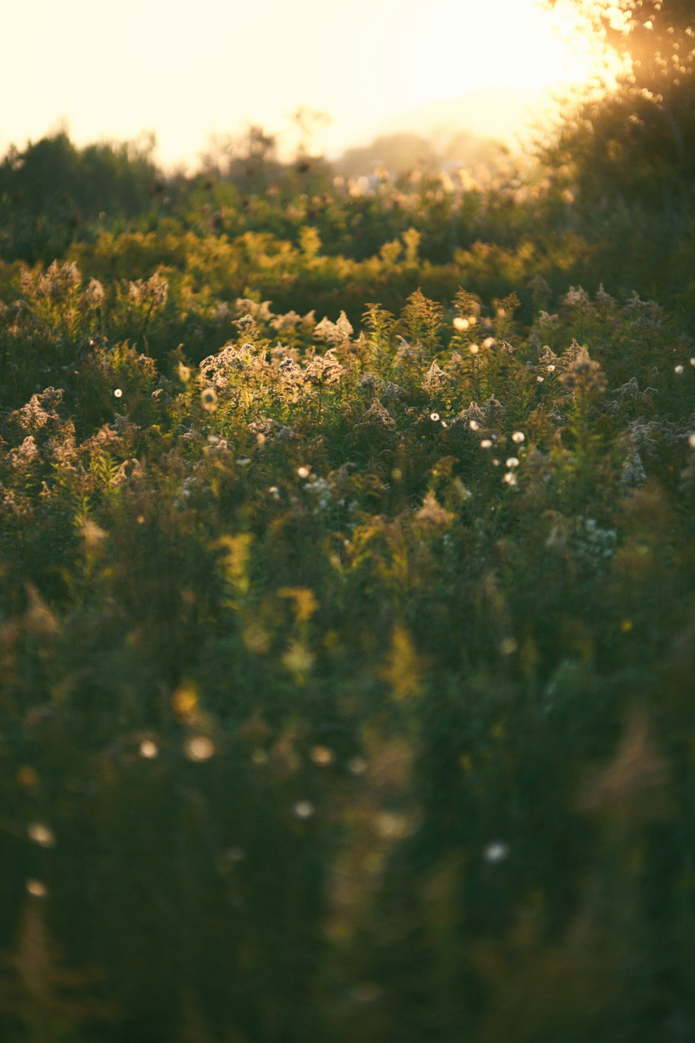 a field of grass and flowers with the sun in the background