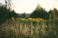 A quiet clearing with wildflowers glowing under a dim forest sky.