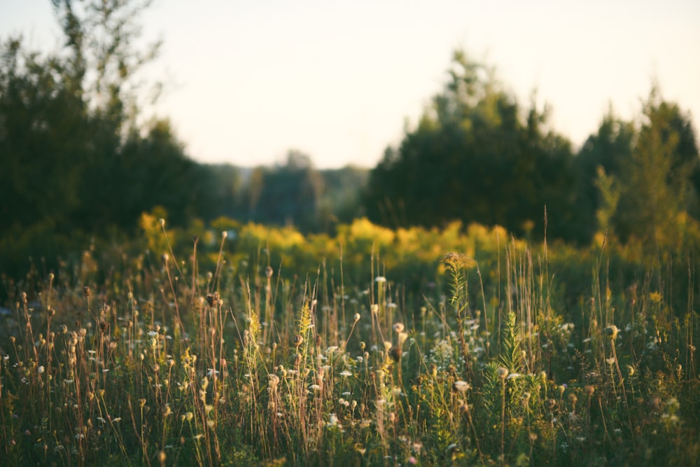 a field full of tall grass with trees in the background