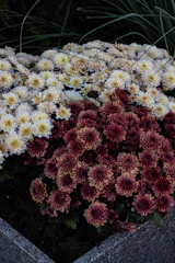 A colorful bed of chrysanthemums in full bloom during autumn.
