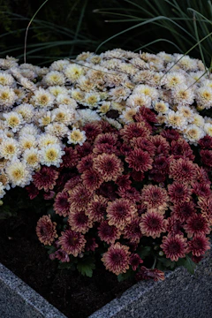 A colorful bed of chrysanthemums in full bloom during autumn.
