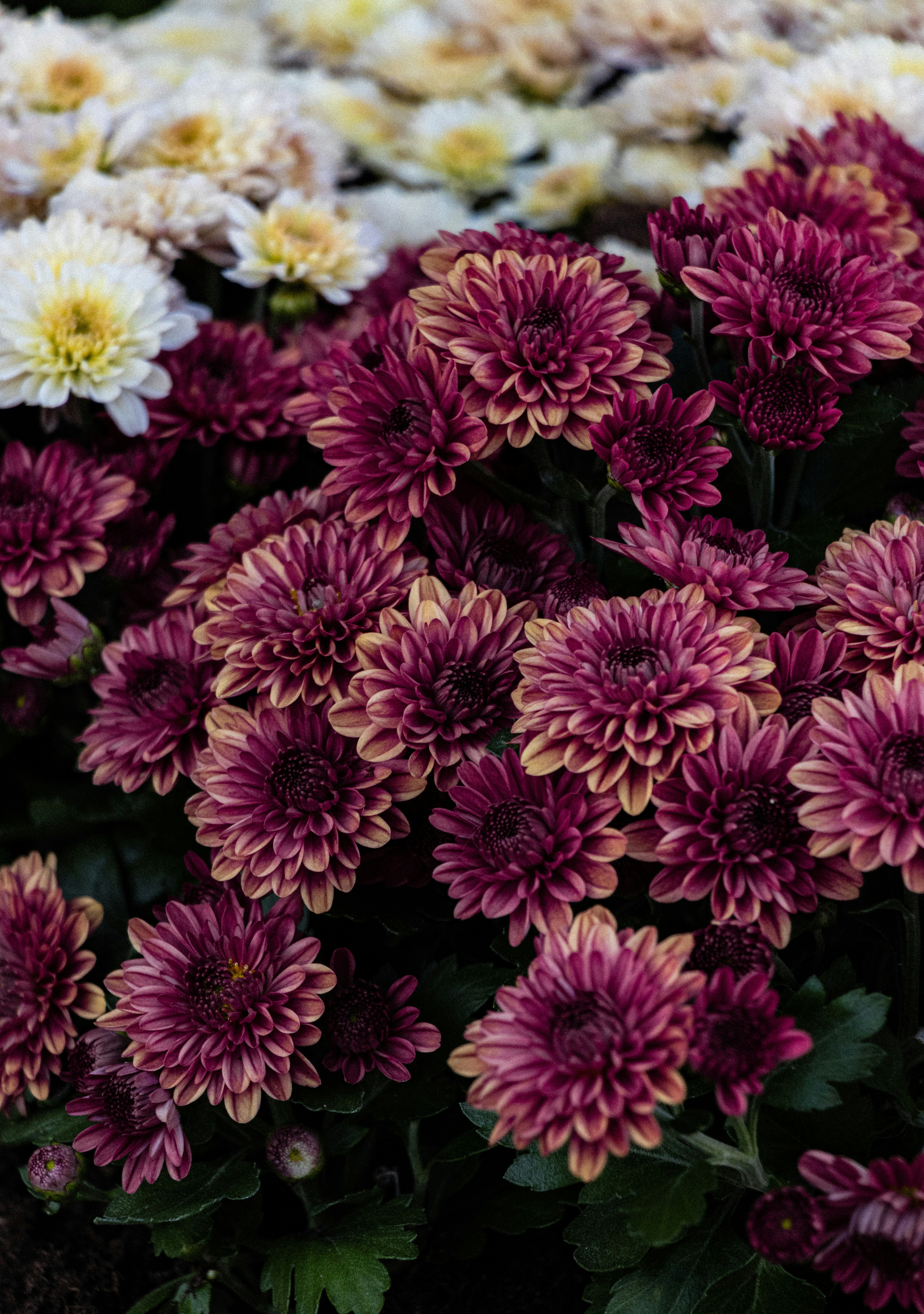 Photo by sorinbasangeac