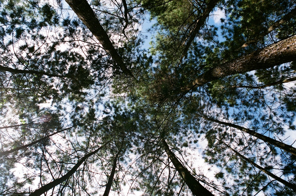 Guardando le cime degli alberi ad alto fusto